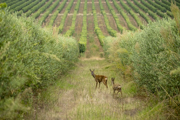 Ochoa deer